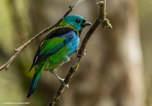 saira-sete-cores-foto-marcello-cavalcanti